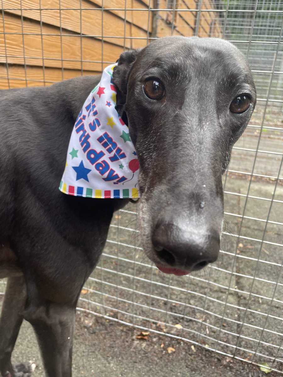 GreyhoundRFife's tweet photo. It’s #FridayBoops from the most handsome, black greyhound Bob. He has recently turned 4 & has been waiting 26 mths in rescue. Needs experience, patience & time to settle in a home. A smart boy who loves to play. ☎️ Celia 07826 244765
#AdoptDontShop #FridayFeeling #Scotland 🏴 🤞🏽 https://t.co/QH5sXYn5KH
