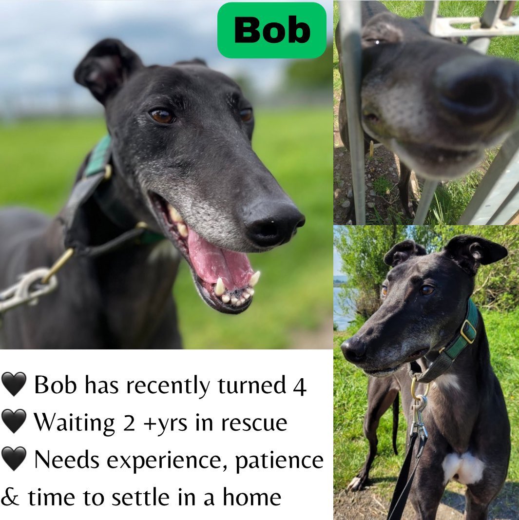 GreyhoundRFife's tweet photo. It’s #FridayBoops from the most handsome, black greyhound Bob. He has recently turned 4 & has been waiting 26 mths in rescue. Needs experience, patience & time to settle in a home. A smart boy who loves to play. ☎️ Celia 07826 244765
#AdoptDontShop #FridayFeeling #Scotland 🏴 🤞🏽 https://t.co/QH5sXYn5KH