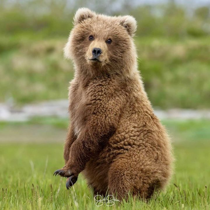 Bear Trust International tweet media