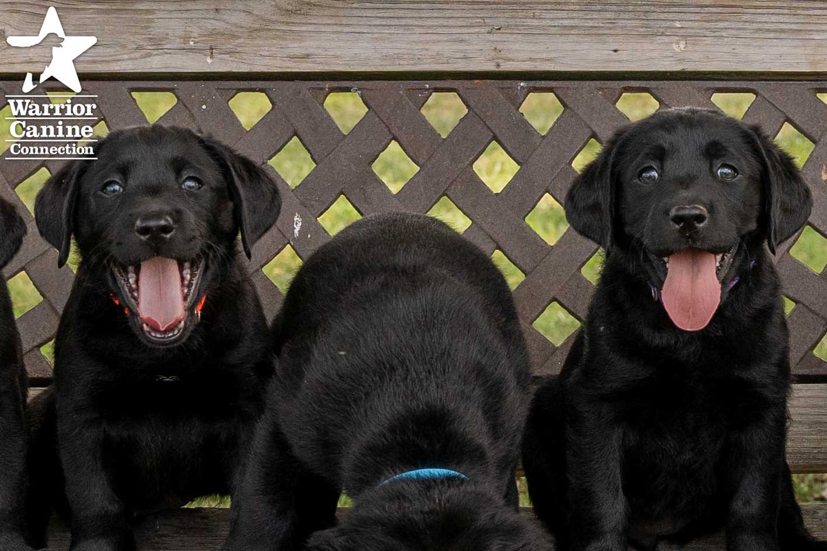 WarriorCanineCn's tweet photo. #BenchShot Alert: Here is the bench photo and outtakes for #WCCsJenni x Tucker SEGD's litter!
#FurTheLoveOfVeterans https://t.co/3BfPrJuGBn