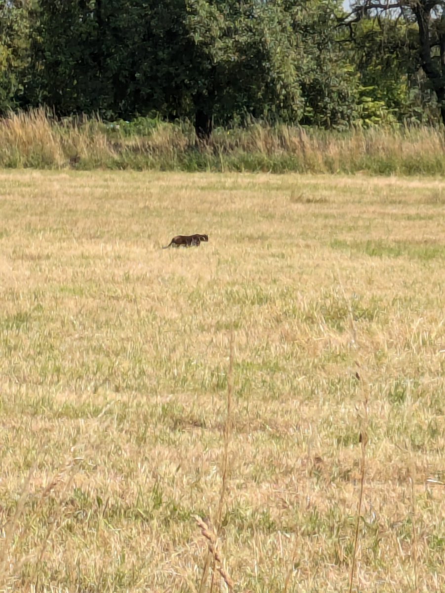 Beeston Beast: the legendary black panther that roams the local countryside has been spotted again near Bardills Island. Formidable beast