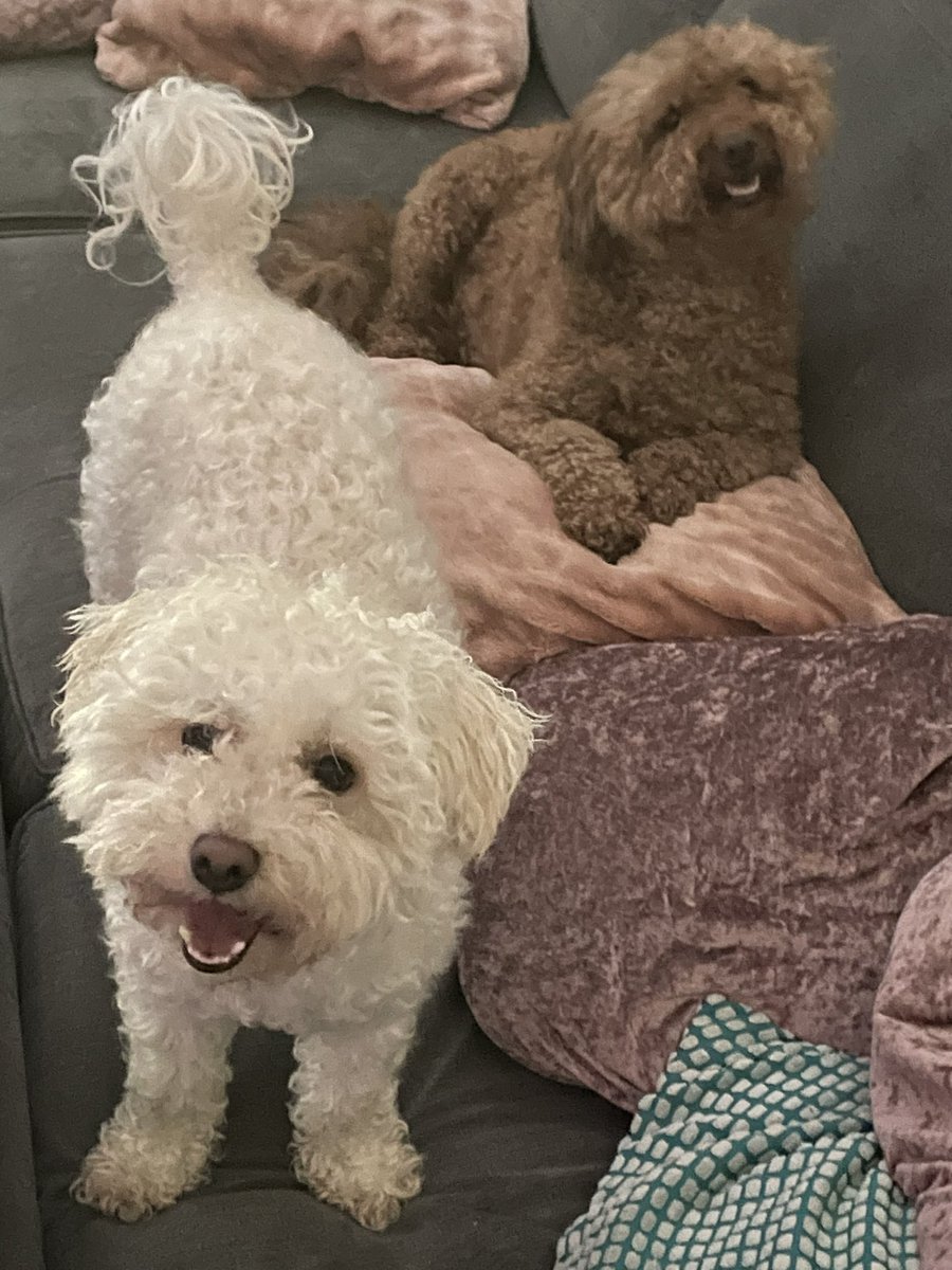 WOW Fends! Itz sooo 🥵 🐾❤️🐾❤️weez just got water sprayed by hoomama, weez wish youz all a happy weekend #ZSHQ