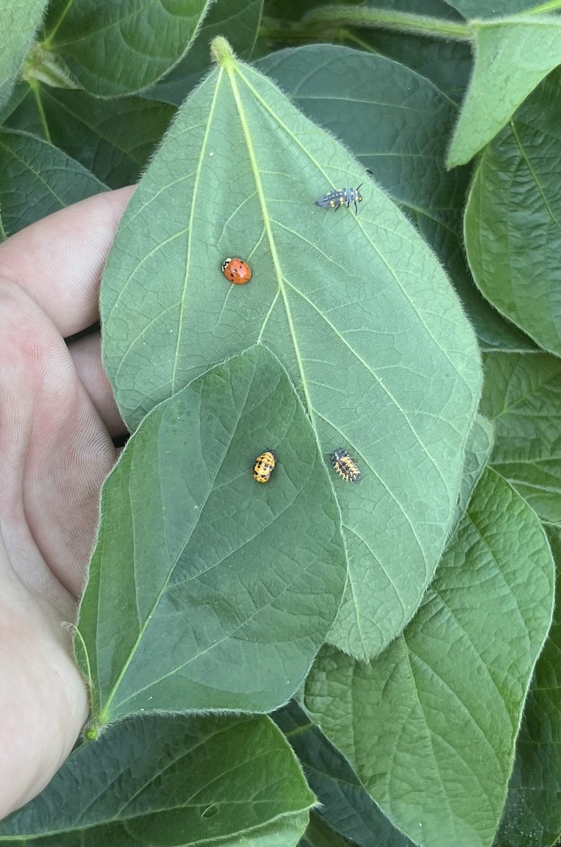 Happy Friday! 
It’s a great day to see a bunch of beneficial lady bugs 🐞