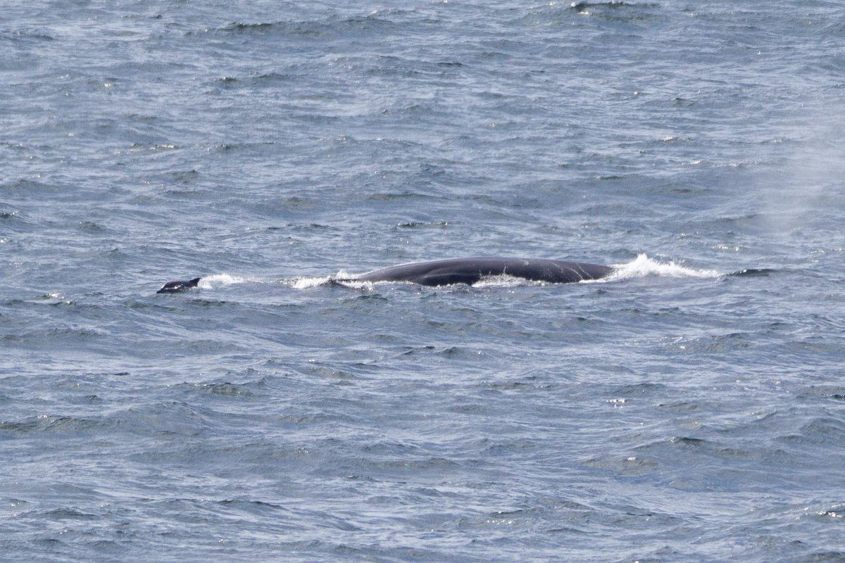 One of the coolest things I think I've ever seen! Common dolphins bow riding a fin whale. I still can't quite get over the size difference of these two animals, and this was seen off the coast of Wales!
