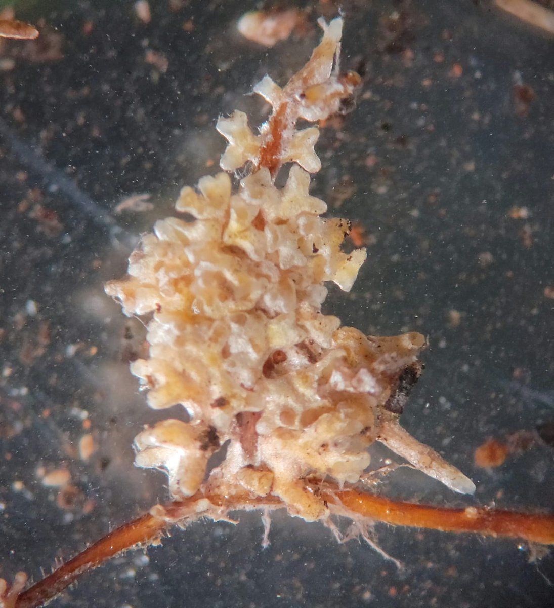 Jason Hoeksema (@jhooooks) on Twitter photo **PhD positions available in plant-microbe interactions & global change**
<a href="/jennymbhatnagar/">Jenny Bhatnagar (she/her)</a> and myself are seeking PhD students (starting Jan or May 2025) to work on a DOE-funded project on the roles of mycorrhizal fungal traits in vegetation responses to global change **PhD positions available in plant-microbe interactions & global change**
<a href="/jennymbhatnagar/">Jenny Bhatnagar (she/her)</a> and myself are seeking PhD students (starting Jan or May 2025) to work on a DOE-funded project on the roles of mycorrhizal fungal traits in vegetation responses to global change