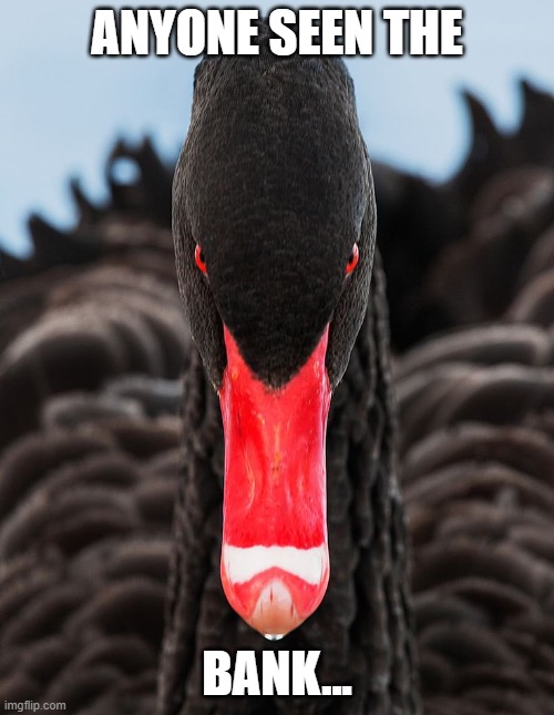 TraderGirlQ's tweet photo. A FLEET OF BLACK SWAN'S IS CALLED A BANK😱 https://t.co/3HvZPPSrbD