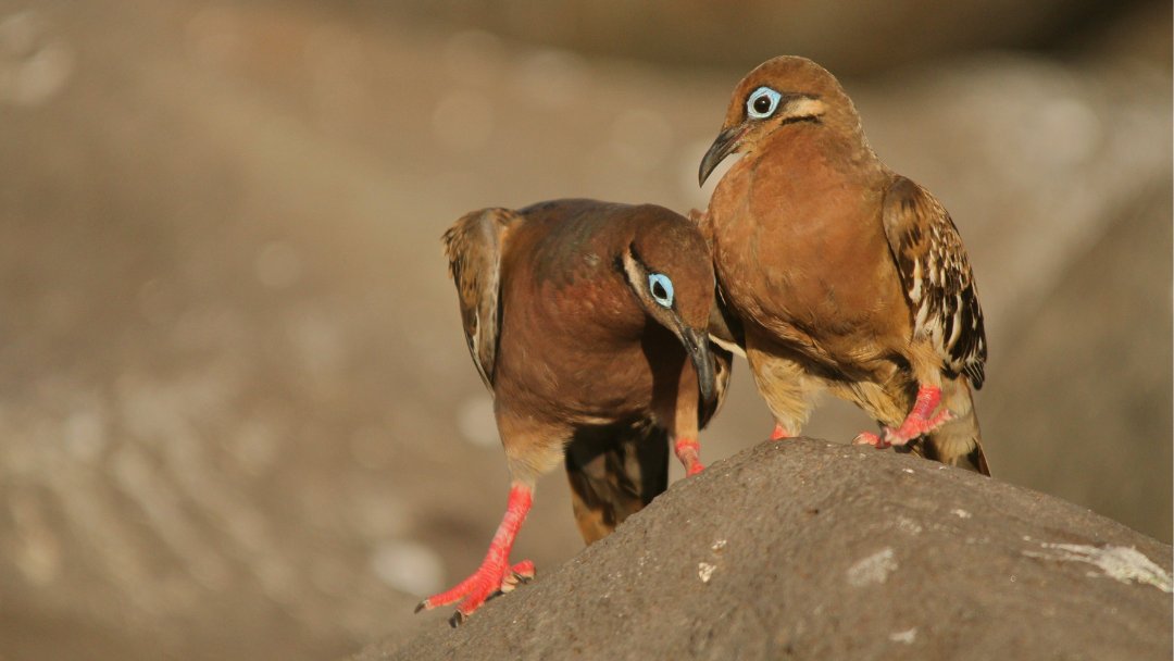 This arid zone vegetation on Genovesa is the perfect nesting place for red-footed boobies! The island is also home to many other bird species including swallow-tailed gulls and lava gulls: tinyurl.com/GenovesaIsland

📷 ©️ Gina Friedrich, Bircan Harper, Bethany Pihama, Kristina Polk