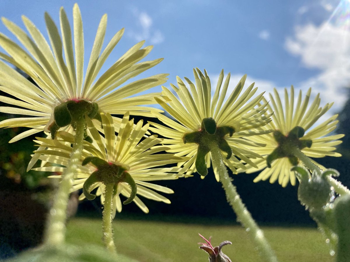 reallybadgardener tweet media