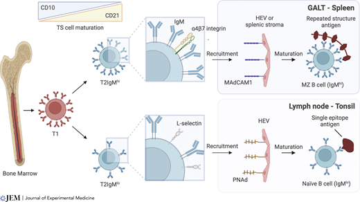 Journal of Experimental Medicine (@jexpmed) on Twitter photo After leaving the bone marrow, transitional B cells split into subsets w/ biased expression of homing receptors and different surface IgM levels. Spencer & Dionisi <a href="/JoSpencerLab/">Jo Spencer Lab</a> discuss how this could contribute to human lymphoid tissue content & function hubs.la/Q02JSNWX0 After leaving the bone marrow, transitional B cells split into subsets w/ biased expression of homing receptors and different surface IgM levels. Spencer & Dionisi <a href="/JoSpencerLab/">Jo Spencer Lab</a> discuss how this could contribute to human lymphoid tissue content & function hubs.la/Q02JSNWX0