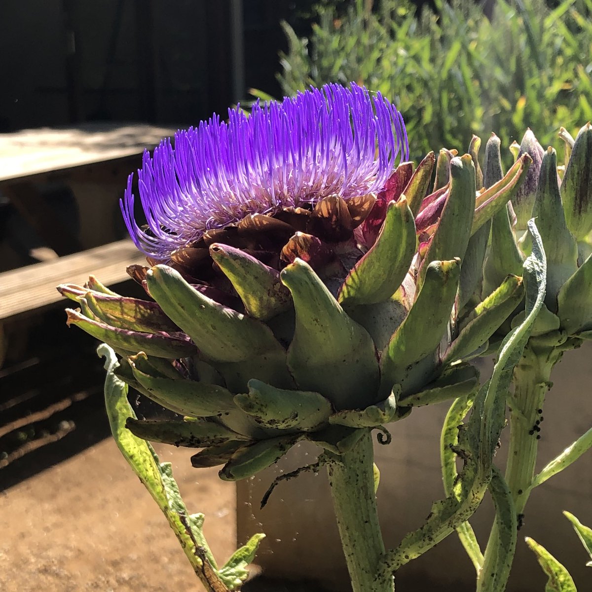 The garden is soaking up the sun. We’re open Saturday and Sunday 12-4pm if you want to have a peaceful wander.