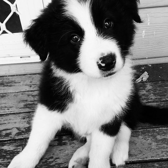 unnotee's tweet image. ⠀⠀

Eu quase me tornei um criminoso no dia de hoje. Essa coisinha ficou oferendo a barriga e eu pensei seriamente em levar embora, ignorando totalmente o fato de ter dono. Quem resiste? ⠀⠀
⠀