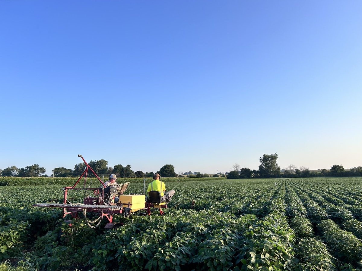 Having fun out there in the soybean fields with the Mueller lab crew 🌱 sampling leaves to understand fungicide coverage 🔎