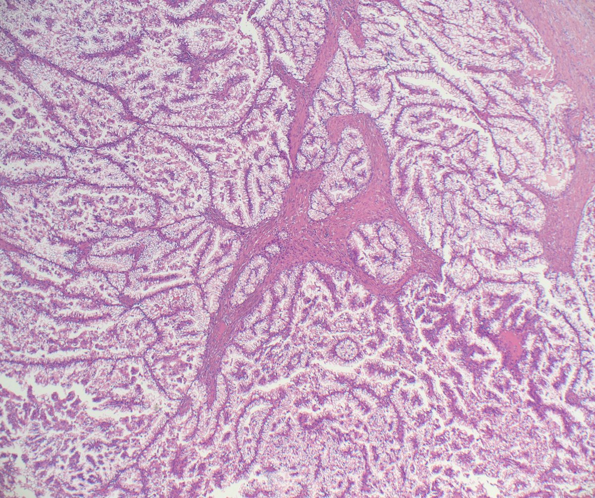 Ankur Sangoi tweet media