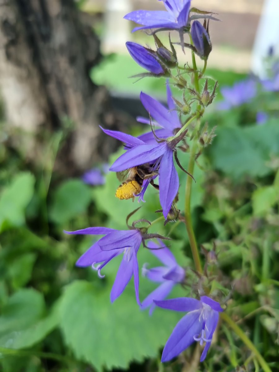 LageLinde's tweet photo. #tuinbladsnijder. Een bij die solitaire leeft en regelmatig te gast is op ons #rustpunt https://t.co/GNLS5KpHM2