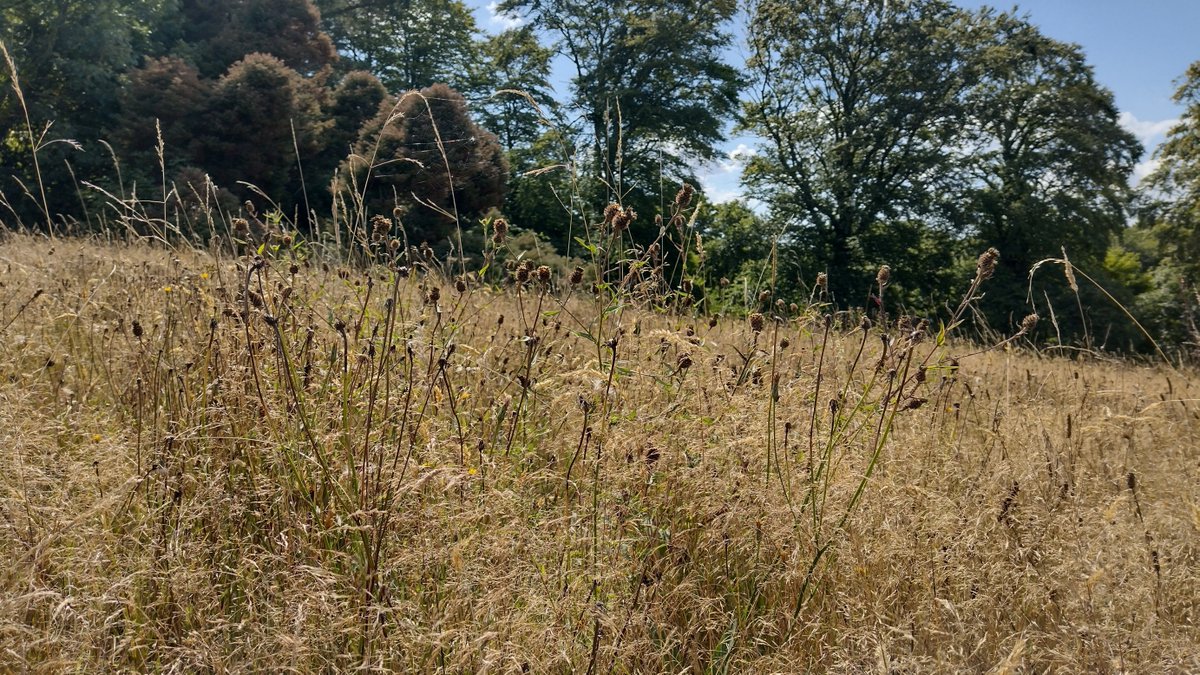 Meadows are starting to look tired this month. This is a normal &amp; important part of their cycle. Soon their seeds will drop into the soil, &amp; more wildflowers &amp; beneficial grasses will grow in 2025

If you can, delay mowing until September
#AugustSeedsFeedNextYearsBees #DontMowYet