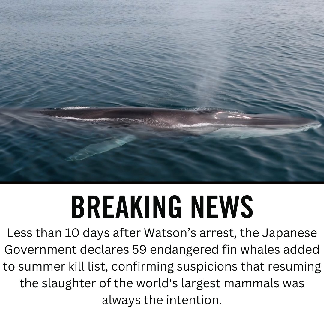 Less than 10 days after the arrest of anti-whaling activist Paul Watson at its behest, the Japanese Government declares that endangered fin whales have been added to its summer kill list, confirming suspicions that a return to high seas slaughter of the world's largest mammals