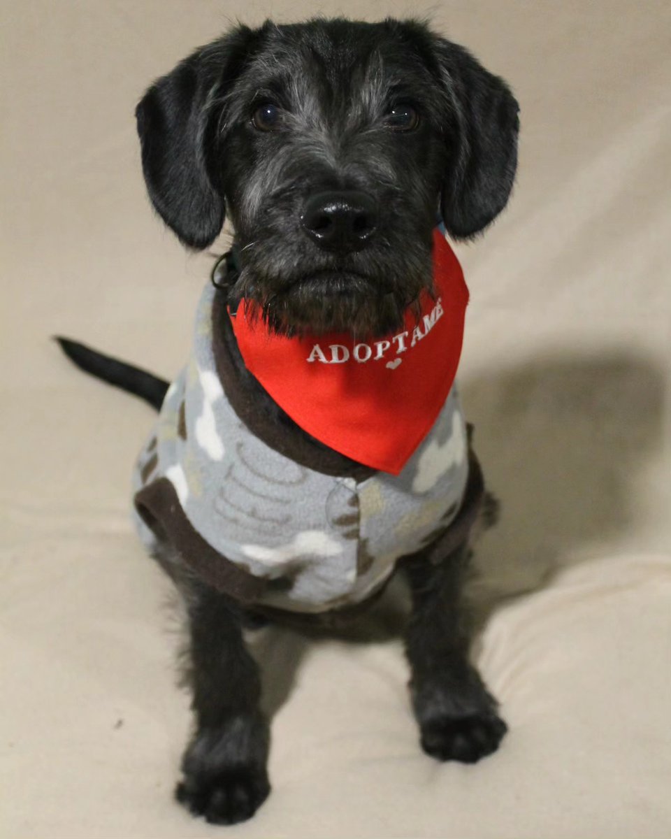eltuitdemarsh's tweet photo. Cachorro, de 5 meses, en adopción. Está con todas sus vacunas al día, desparasitado y con chip. Es un cachorro muy sociable, le encanta estar en compañía de otros perritos. Hace sus necesidades en sabanillas. Si quieres adoptarlo, contáctanos al +56975538039. Favor RT!
#Paine https://t.co/wmhYYpURoP