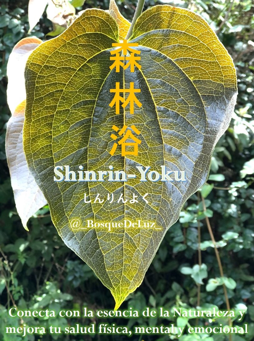 Shinrin-YoKu #ShinrinYoku Baños de naturaleza para restaurar la salud física, mental y emocional, una contribución al #Bienestar y al #BuenVivir  #Bogotá
eldesconcierto.cl/2024/07/31/ban…