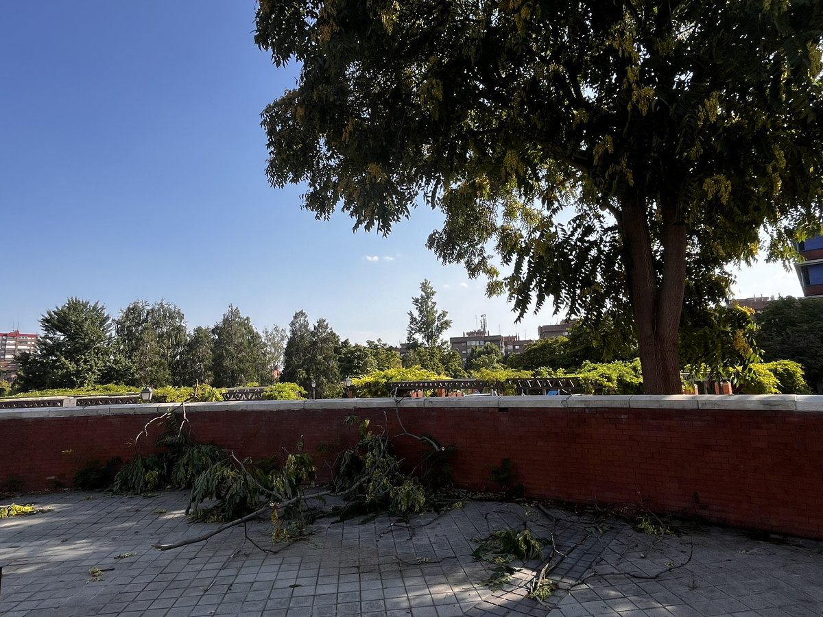 Una tormenta de 5-10  minutos y 2 árboles menos en el parque de Peñuelas de Madrid. Árboles que cuida una empresa <a href="/ValorizaSM/">Valoriza</a> . Los debilitan y no riegan  +calor + viento unos minutos y kaput.