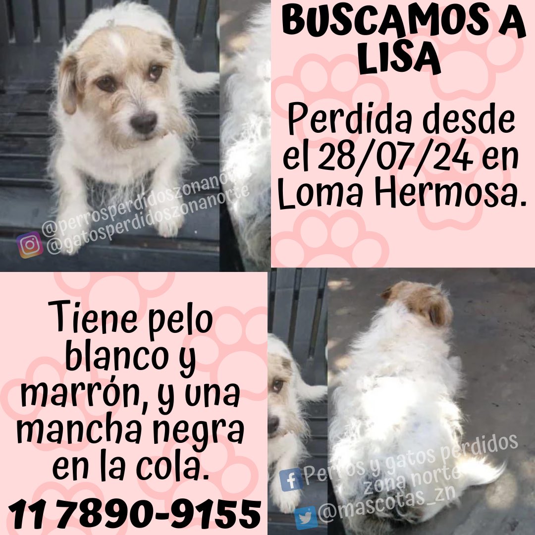 🔵BUSCAMOS A LISA🔵
Perdida desde el 28/07/24 en Loma Hermosa.
Tiene pelo blanco y marrón, y una mancha negra en la cola.
Si la viste comunícate con <a href="/florovieedo/">Flor Oviedo</a> al 11 7890-9155.
☑️DIFUNDIR☑️