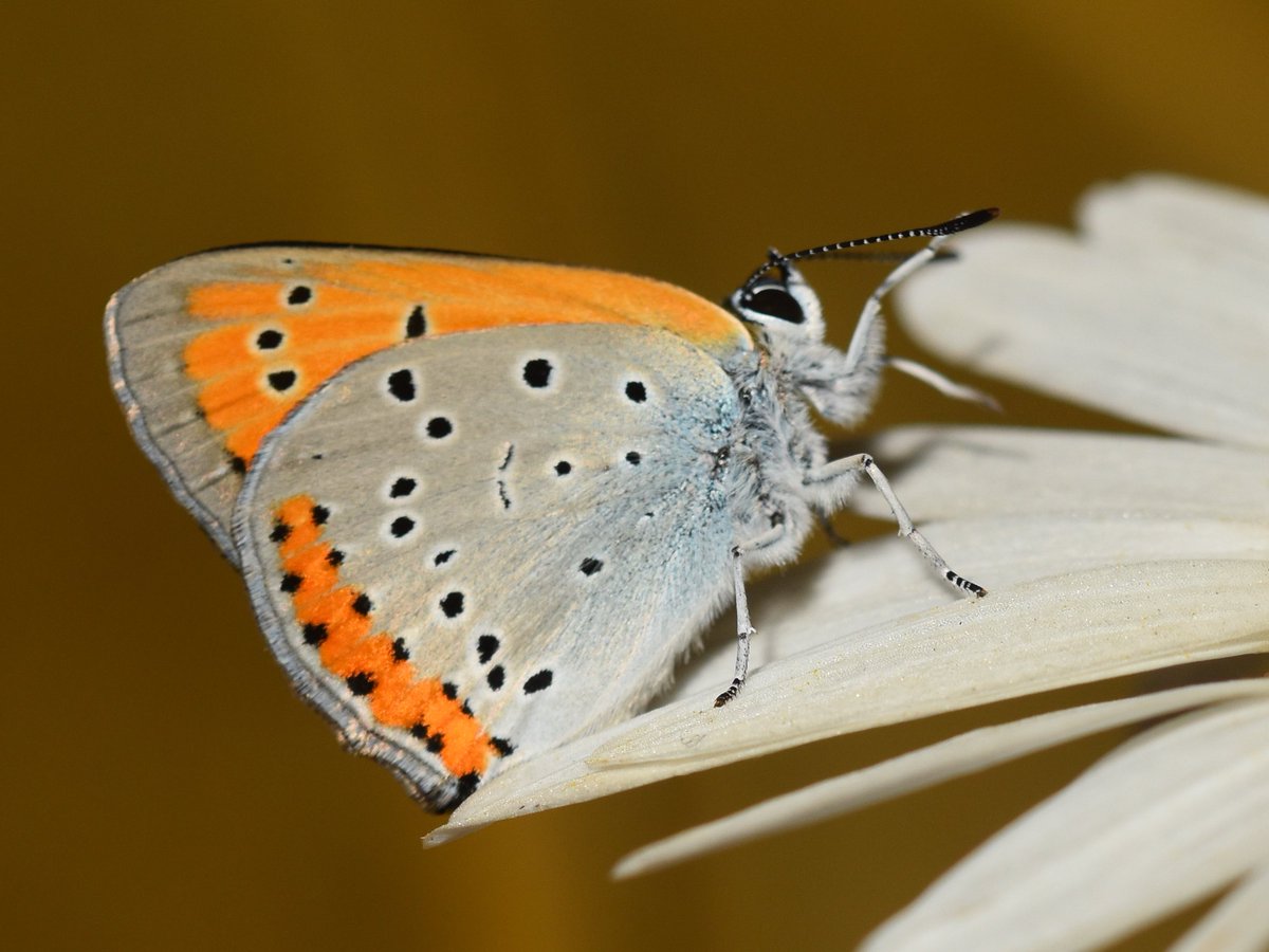 DrewCooper_'s tweet photo. Prettier than I’ll ever be 😍

Large Copper (Lycaena dispar) 🧡
#ButterflyBoy https://t.co/UEbL8G2yB7