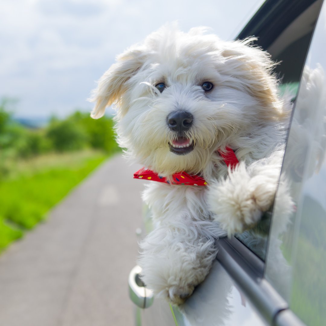 AnnapolisMINI's tweet image. What does your furry friend love most about your MINI? Let us know in the comments! #MINIPets  🐶
