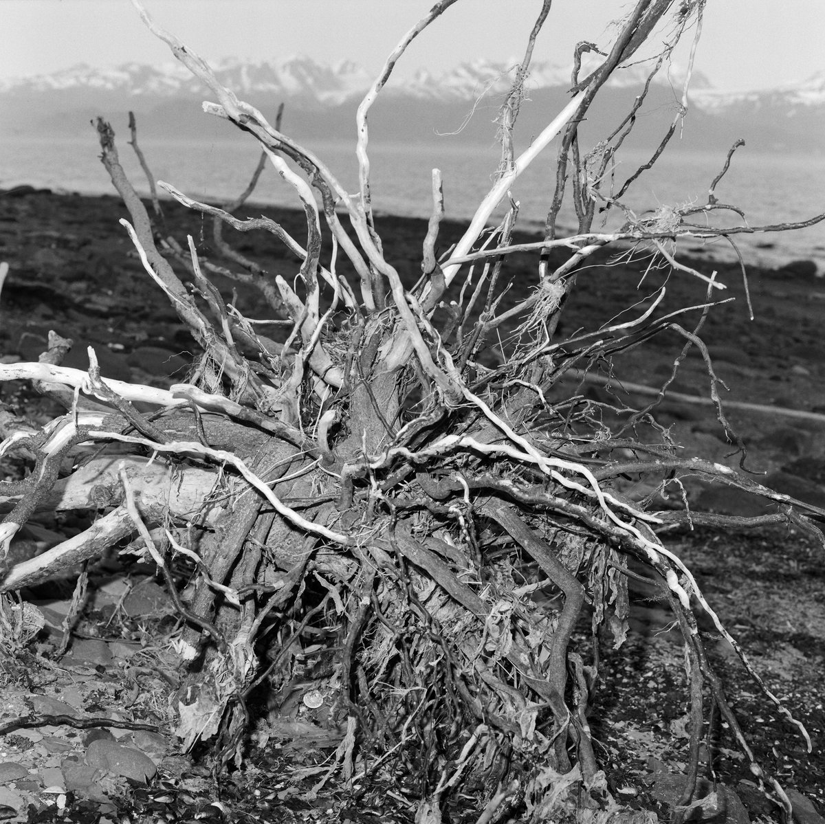 no flash vs flash on 120mm in homer, alaska