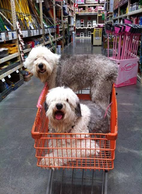 jessicajaimeshe's tweet photo. #PoderosoSinSentido #homedepot es #petfriendly https://t.co/Uq9xUI8tXN