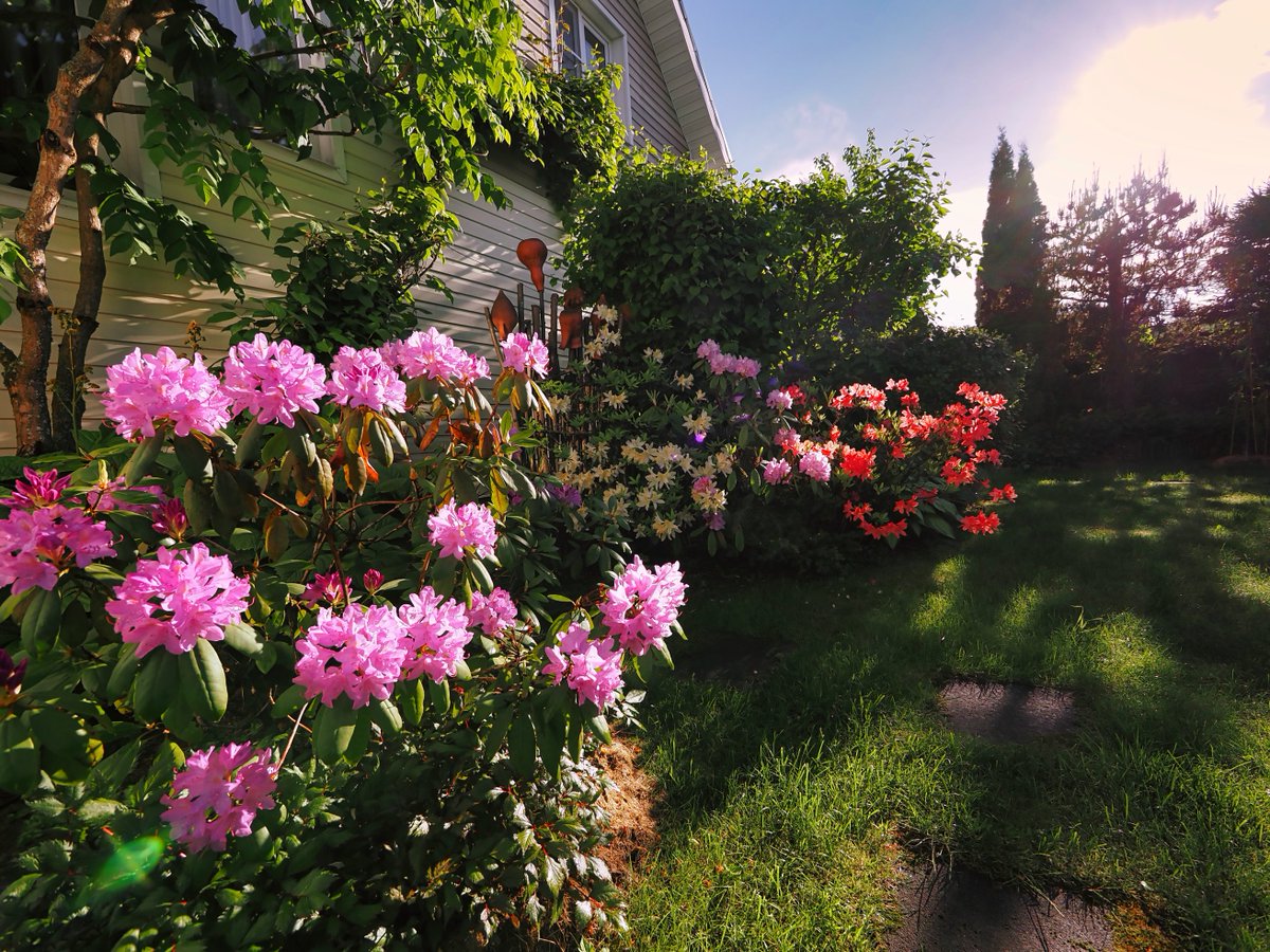 PEKHTography's tweet image. #Blossoms of #rhododendron #bathe in the #sun's rays; #nature's flamboyant #show-offs, flaunting #colors like #peacocks at a #garden #party.