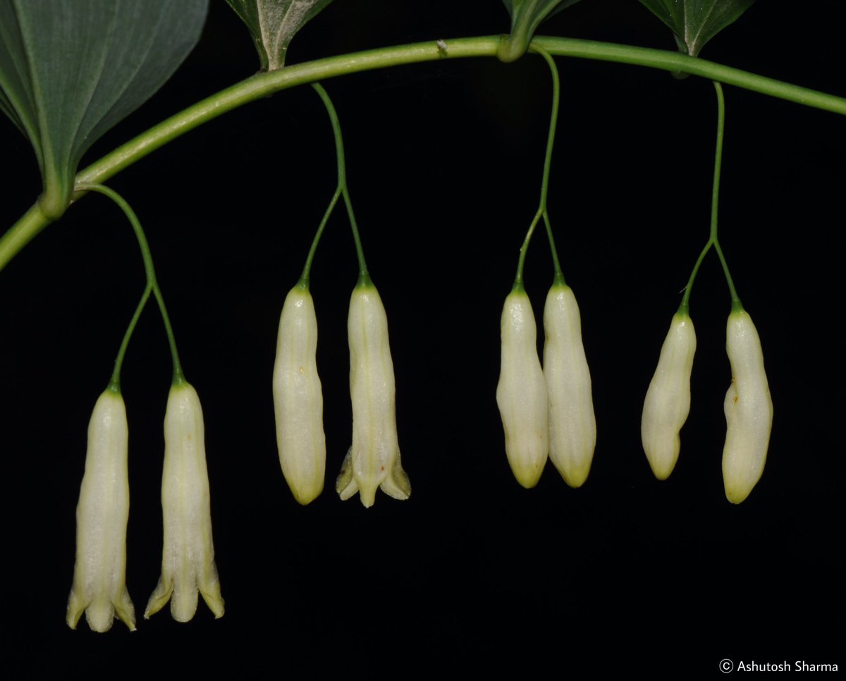 Ashutosh_05sn's tweet photo. Polygonatum govanianum Royle 
Family #Asparagaceae 

An #endemic rare herb from temperate Western #Himalaya
Photographed in Kullu, Himachal Pradesh, India
In June 2023

#Polygonatum #IamBotanist #eFlora #botany2024 #FloraofIndia #rareplants #taxonomy #Flora #FRLHherbarium #Plants https://t.co/qBwj7jGQq0