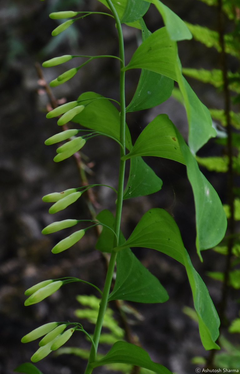 Ashutosh_05sn's tweet photo. Polygonatum govanianum Royle 
Family #Asparagaceae 

An #endemic rare herb from temperate Western #Himalaya
Photographed in Kullu, Himachal Pradesh, India
In June 2023

#Polygonatum #IamBotanist #eFlora #botany2024 #FloraofIndia #rareplants #taxonomy #Flora #FRLHherbarium #Plants https://t.co/qBwj7jGQq0