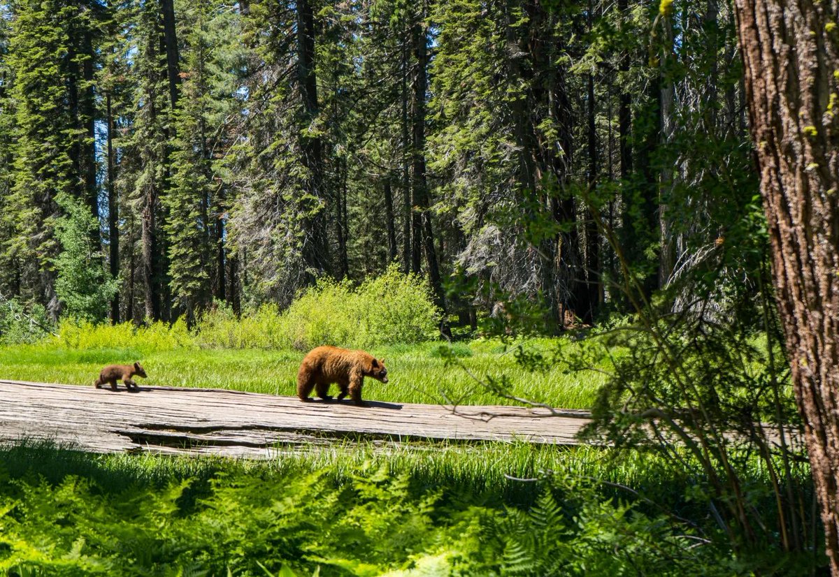 Spotted at the parks: Mama and Baby Bear 🐻🐻

📸: @jkaplan819

#sequoianationalpark #visitcalifornia #visitcentralvalley #explore #nationalparks #nationalpark #kingscanyonnationalpark #getoutside