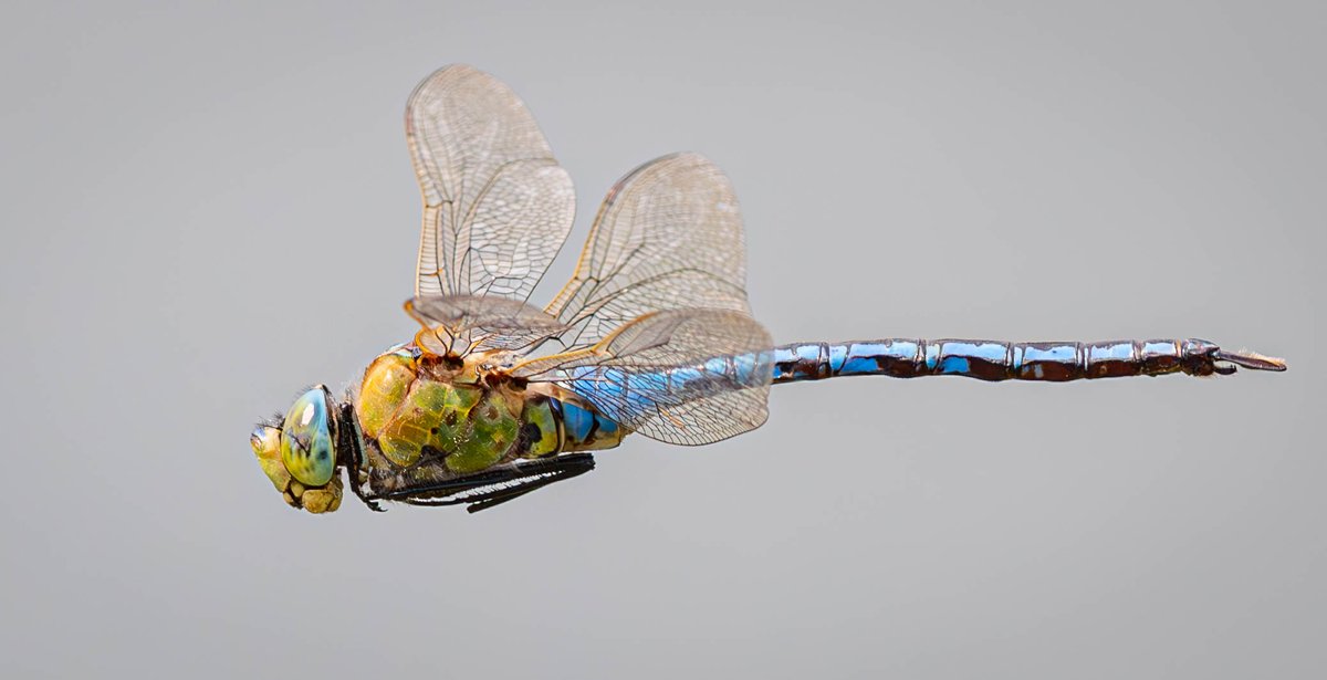 Colours in Panshanger Park today, Small Copper, male Bee-wolf, Wasp Spider and Emperor Dragonfly.
<a href="/panshangerpark/">Panshanger</a> <a href="/HMWTBadger/">Herts & Middlesex Wildlife Trust</a> <a href="/ThePhotoHour/">#ThePhotoHour</a> <a href="/HNHSOC/">HNHS & Herts Bird Club</a>