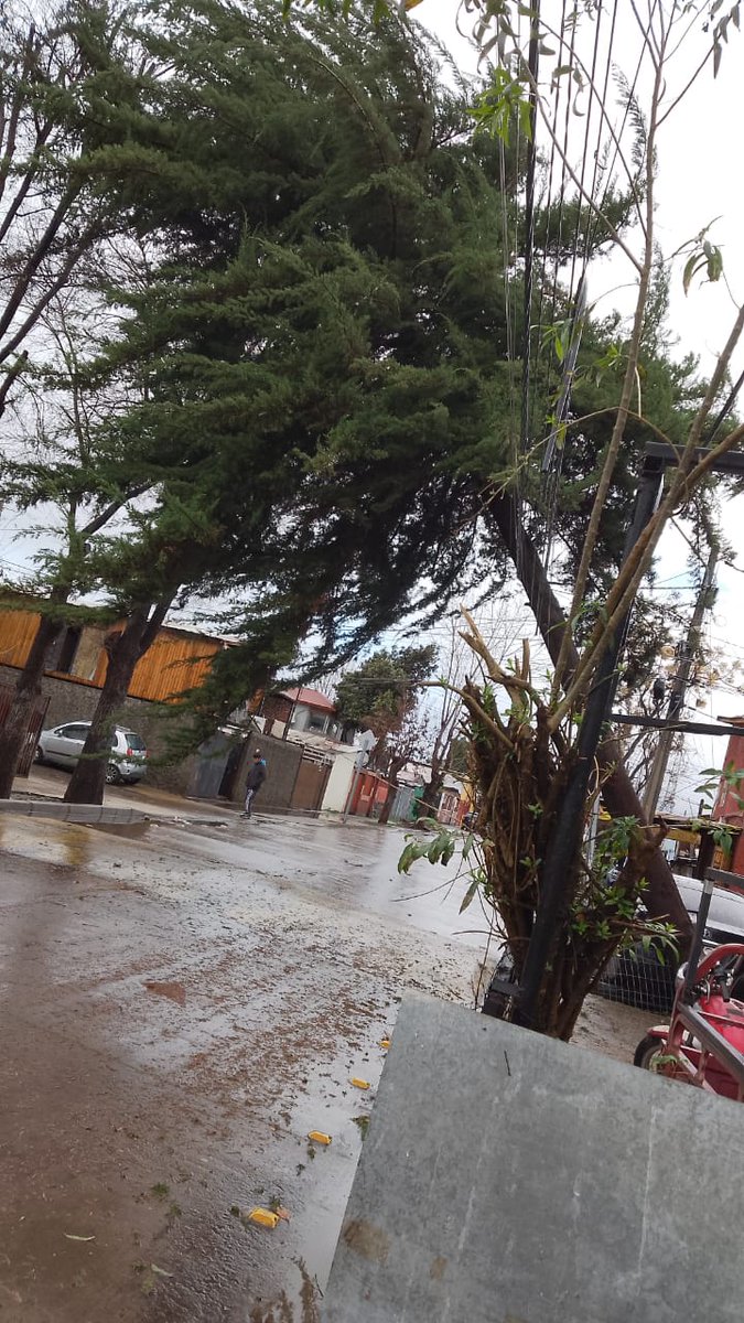 man_crazy777's tweet photo. @Enel_Informa_CL  ÁRBOL COLGANDO EN SIBERIA CON NURENBERG EN CERRO NAVIA. PELIGRO INMINENTE. https://t.co/gOFn84jByv