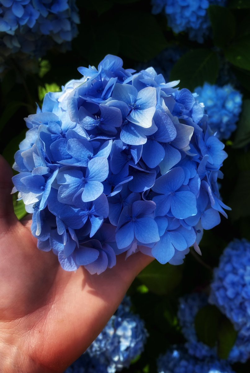 joymarie_h's tweet image. #bluehydrangea #Hydrangeaflower #wales