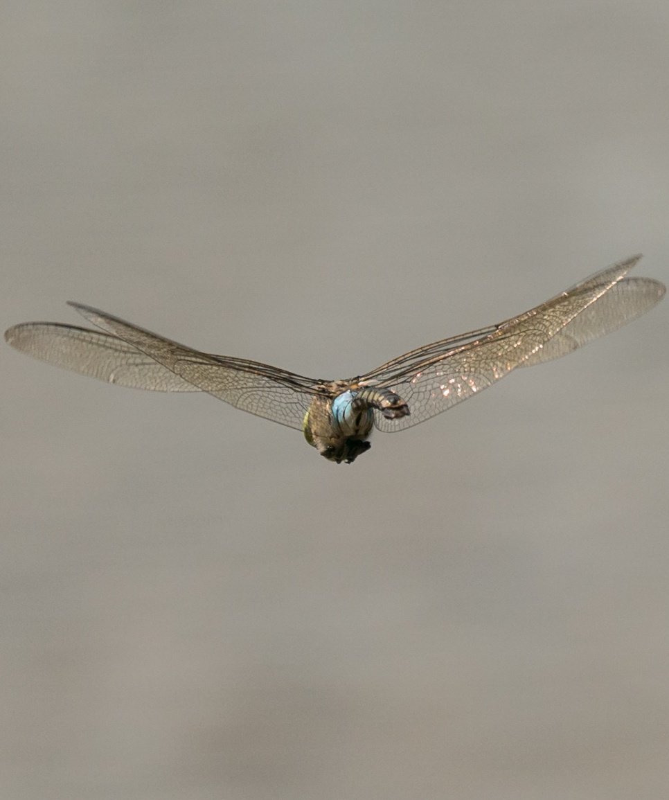 WarranPhoto's tweet photo. Went to #Silverlakes saw the #Scarletdarter and the #Emperor and #lesseremperor #dragonfly Great morning https://t.co/DFwxcAF3do