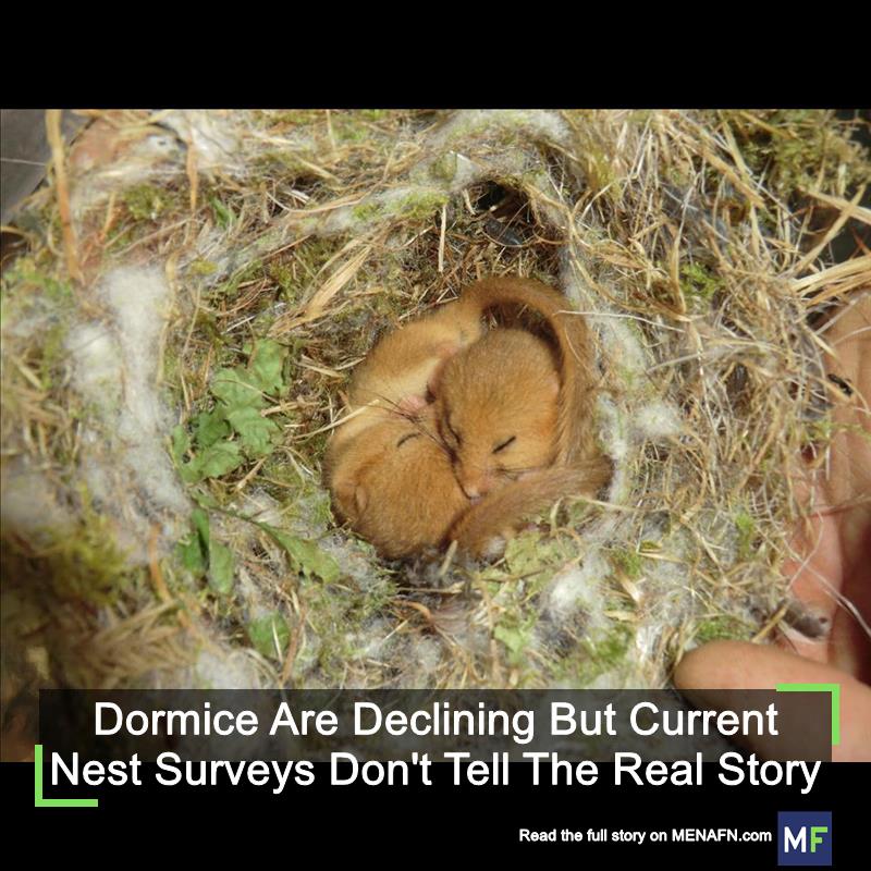 MENAFN's tweet image. Dormice Are Declining But Current Nest Surveys Don't Tell The Real Story #Dormice #Declining #Current #Nest #Surveys #Don't #Tell #Real #Story #USA #Russia #Biden #Ukraine #War #Palestine #Gaza #Israel # dlvr.it/TBQ8M9