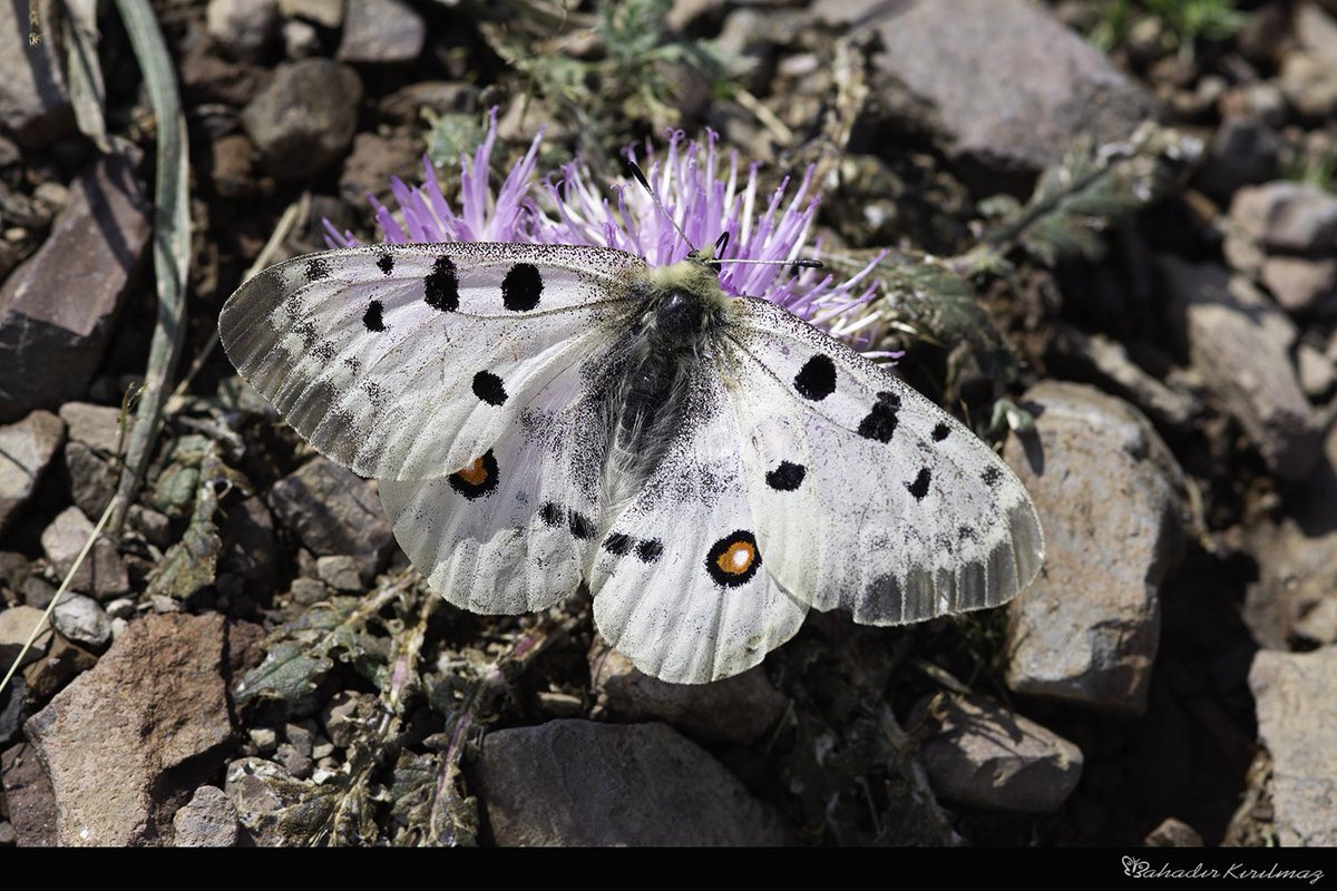 Apollo » Parnassius apollo » Apollo

Erzurum'da 4 ayrı kelebek arazinde çok sayıda görüp ve fotoğraflamak özellikle bu tür için çok güzeldi. Peşinde dik yamaçlarda koşturmak zordu.🥵
#parnassiusapollo #Apollo
