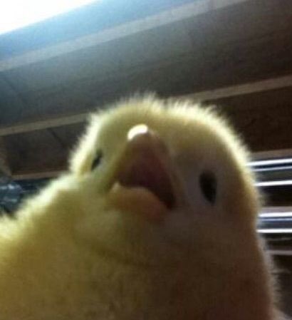 <a href="/notthreadguy/">threadguy</a> yo brother, $nib

- Ansem retweeted last night
- Erik Stevens shilled

&amp; the entire cabal is in…

GRAB A BAG MF🔥🔥