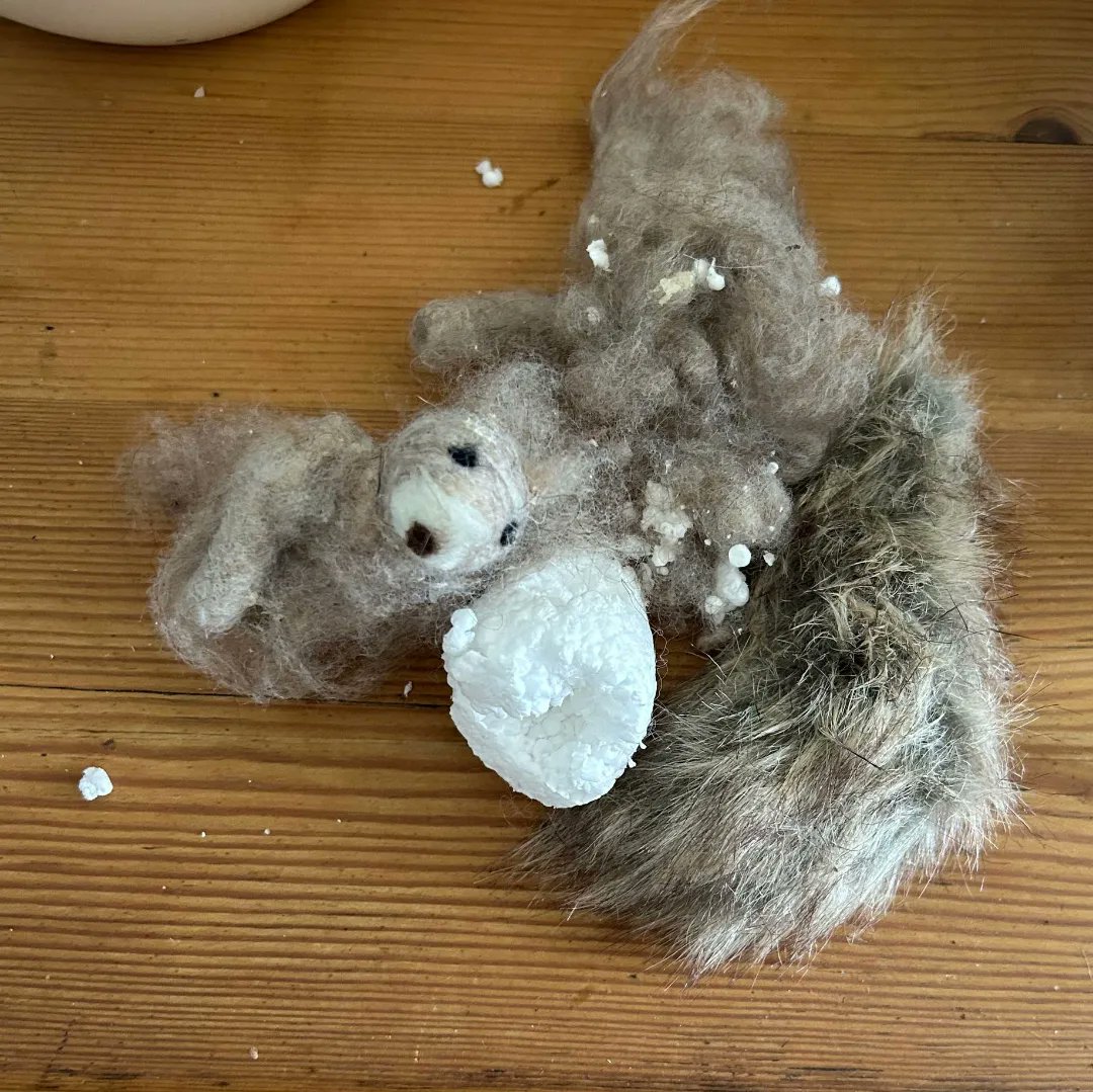 fafferoffluff's tweet image. Poor little squirrel got mistaken for a chew toy, but never fear Faffer of Fluff is here. 

Will post its repaired picture in thw comments. 

I do repairs of any floofs that have seen better days, not just #CCbC ones. 😁 

#fafferoffluff #squirrel #greysquirrel #shropshire