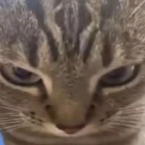 dream as cats tweet media
