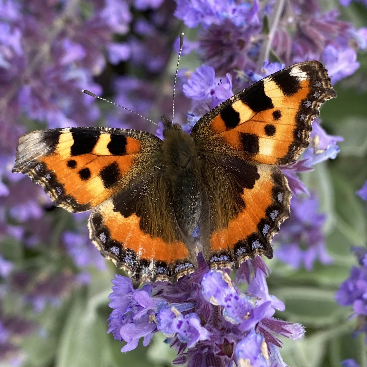 It’s the last weekend of the Big Butterfly Count! 

To take part, find somewhere outside, or by a window - and make a note of any butterflies &amp; moths you see over 15 mins. And if you don’t see any, that’s important too! 

You can log your results here: bigbutterflycount.org