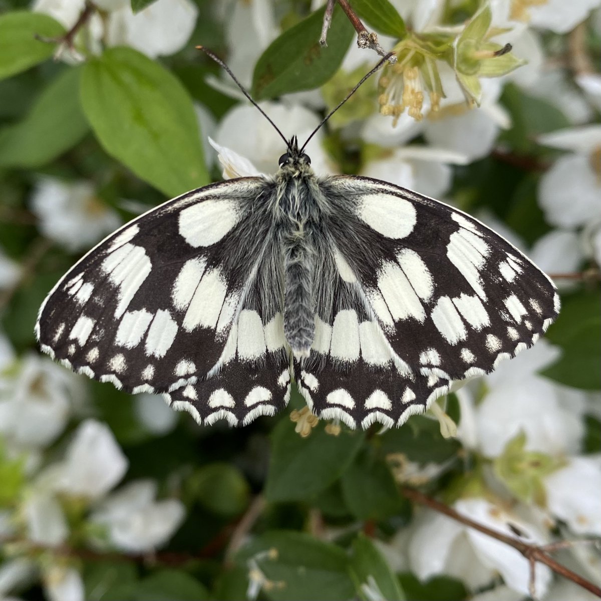 The natural world is at risk, but there are hundreds of thousands of people working together to restore it. 

Inclusive citizen science schemes like the Big Butterfly Count, promoted by <a href="/savebutterflies/">Butterfly Conservation 🦋</a>, <a href="/ChrisGPackham/">Chris Packham</a> &amp; <a href="/BBCSpringwatch/">BBC Springwatch</a>, means all of us can do our bit to help.