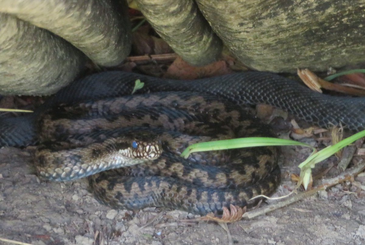 We saw three species of reptile today at Park Corner Heath and Rowland wood, east Sussex. Including a melanistic adder, a Common lizard  and two slow worms <a href="/SussexARG/">Sussex ARG</a>
