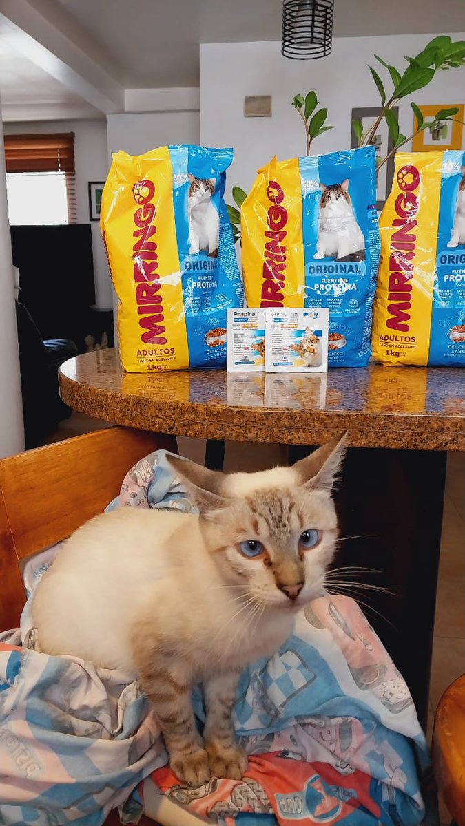 Maullidosyladr1's tweet photo. Hello everyone, I have had big problems but also good news, we met the month of July finally with no debt for that month. We also got the necessary help for the kitten and her name is now CATHA💛 THANK YOU VERY MUCH.
#ByeJuly https://t.co/N8kHdJ7vgn