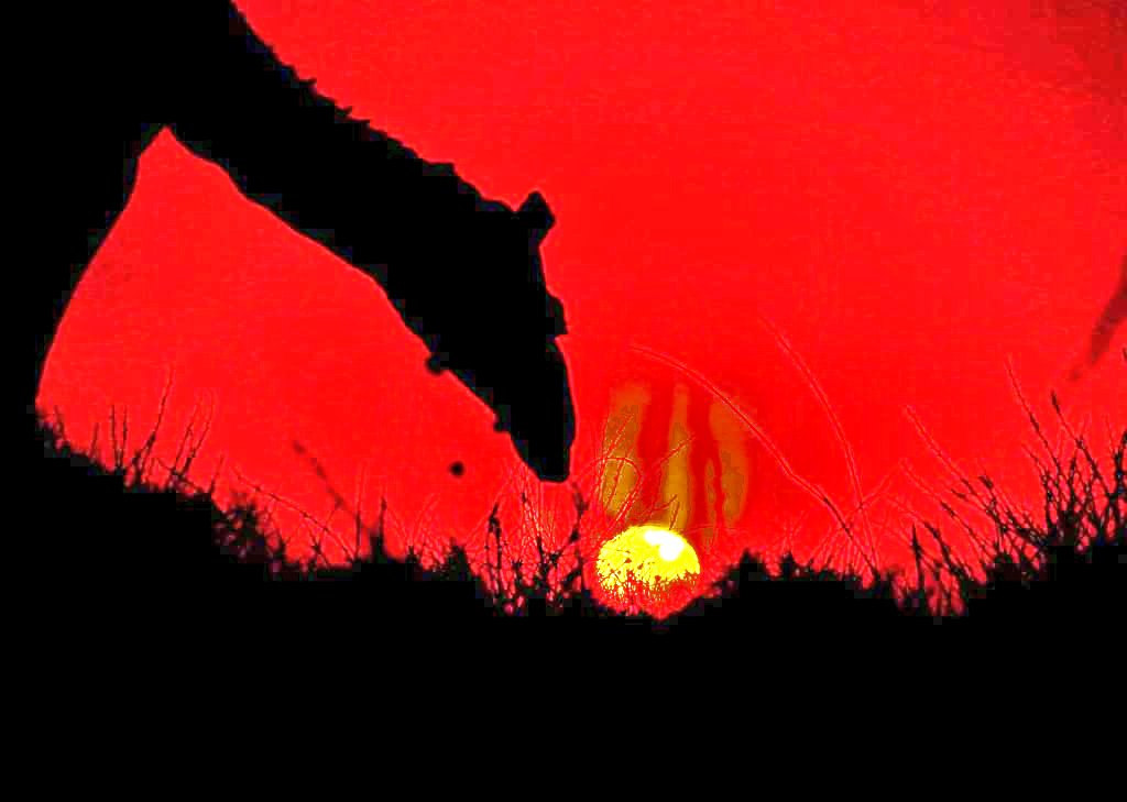 Good night everyone 
#Wildlife
#Sunset