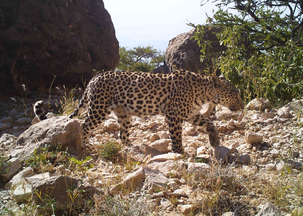 Evolutionary Applications (@evolappjournal) on Twitter photo DNA and camera trap surveys estimate a total of 51 critically endangered Arabian leopards in Oman. Genetic rescue could help improve long-term population viability.
with <a href="/ueaenv/">UEA School of Environmental Sciences</a> <a href="/JimLabisko/">Jim Labisko (no longer posting here)</a> @WilderWoodsUK <a href="/Simon_Tolly/">Simon Tollington</a> <a href="/Hadihikmani/">Dr Hadi Al Hikmani</a> <a href="/DICE_Kent/">DICE Kent</a>
doi.org/10.1111/eva.13… DNA and camera trap surveys estimate a total of 51 critically endangered Arabian leopards in Oman. Genetic rescue could help improve long-term population viability.
with <a href="/ueaenv/">UEA School of Environmental Sciences</a> <a href="/JimLabisko/">Jim Labisko (no longer posting here)</a> @WilderWoodsUK <a href="/Simon_Tolly/">Simon Tollington</a> <a href="/Hadihikmani/">Dr Hadi Al Hikmani</a> <a href="/DICE_Kent/">DICE Kent</a>
doi.org/10.1111/eva.13…