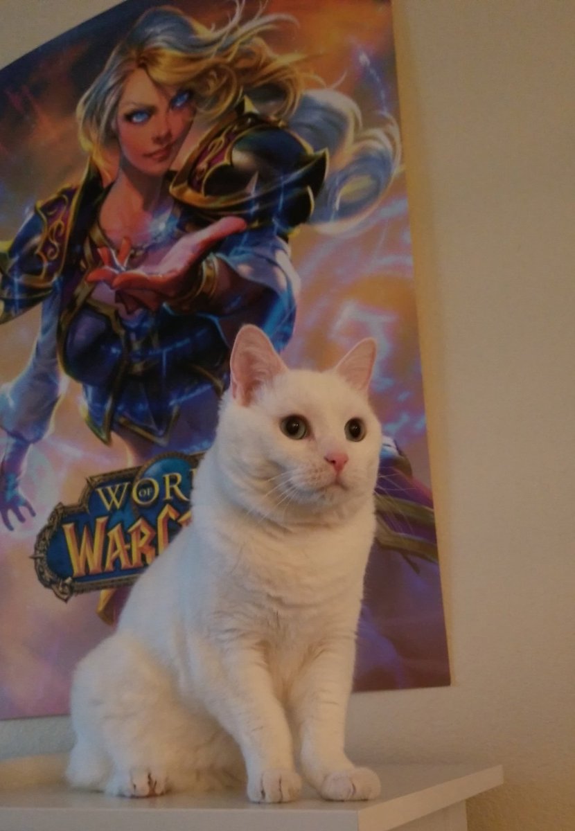 JessaRoar's tweet photo. HELP @BlizzardCS @Blizzard_Ent 

My 13 year old Kitty Jaina passed away last week, and I wanted to purchase the Jaina statue so she could rest next to it.... but it's the only one not in stock on the Blizzard Gear Store 😭 

Can you help a girl out? 👉👈🩵 https://t.co/I3tiXE2BuZ