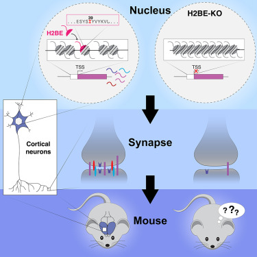 Penn Medicine CSO (@pennmedcso) on Twitter photo #H2BE & chromatin accessibility in neurons ft. <a href="/efeierman/">Emily Feierman</a>, Sean Louzon, <a href="/QiQiu8788/">Qi Qiu | 邱琦</a>, <a href="/kc_palozola/">Kate Palozola, PhD</a>, <a href="/avoss2022/">Anna Voss</a>, Shreya Mehta, Camille Quaye, Katherine Lynch, <a href="/hao_wu_7/">Hao Wu | 吴昊</a>, <a href="/KorbLab/">KorbLab</a> (<a href="/PennGenetics/">Penn Genetics</a>/ <a href="/PennEpiInst/">Penn Epigenetics</a>), Kyuhyun Choi & <a href="/Fuccillomarc/">Marc Fuccillo</a> (<a href="/PennMINS/">Mahoney Institute for Neurosciences @UPenn</a>) tinyurl.com/ys654jn3 #H2BE & chromatin accessibility in neurons ft. <a href="/efeierman/">Emily Feierman</a>, Sean Louzon, <a href="/QiQiu8788/">Qi Qiu | 邱琦</a>, <a href="/kc_palozola/">Kate Palozola, PhD</a>, <a href="/avoss2022/">Anna Voss</a>, Shreya Mehta, Camille Quaye, Katherine Lynch, <a href="/hao_wu_7/">Hao Wu | 吴昊</a>, <a href="/KorbLab/">KorbLab</a> (<a href="/PennGenetics/">Penn Genetics</a>/ <a href="/PennEpiInst/">Penn Epigenetics</a>), Kyuhyun Choi & <a href="/Fuccillomarc/">Marc Fuccillo</a> (<a href="/PennMINS/">Mahoney Institute for Neurosciences @UPenn</a>) tinyurl.com/ys654jn3