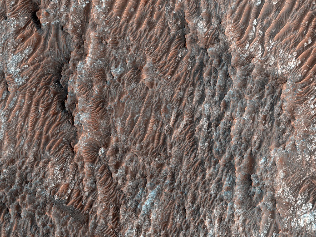 HiRISECatalan's tweet photo. Dunes de sorra fina amb crestes

número: ESP_040312_1590
data d’adquisició: 03 març 2015
altitud: 255 km

https://t.co/Q0pevuUKWL
NASA/JPL-Caltech/UArizona
#Mart #NASA #Catalan #Català #ciència https://t.co/MRTqunKJp6